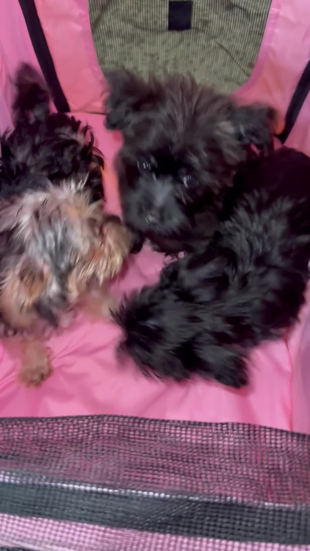 Morkie dogs for sale: Meilo - Video 1