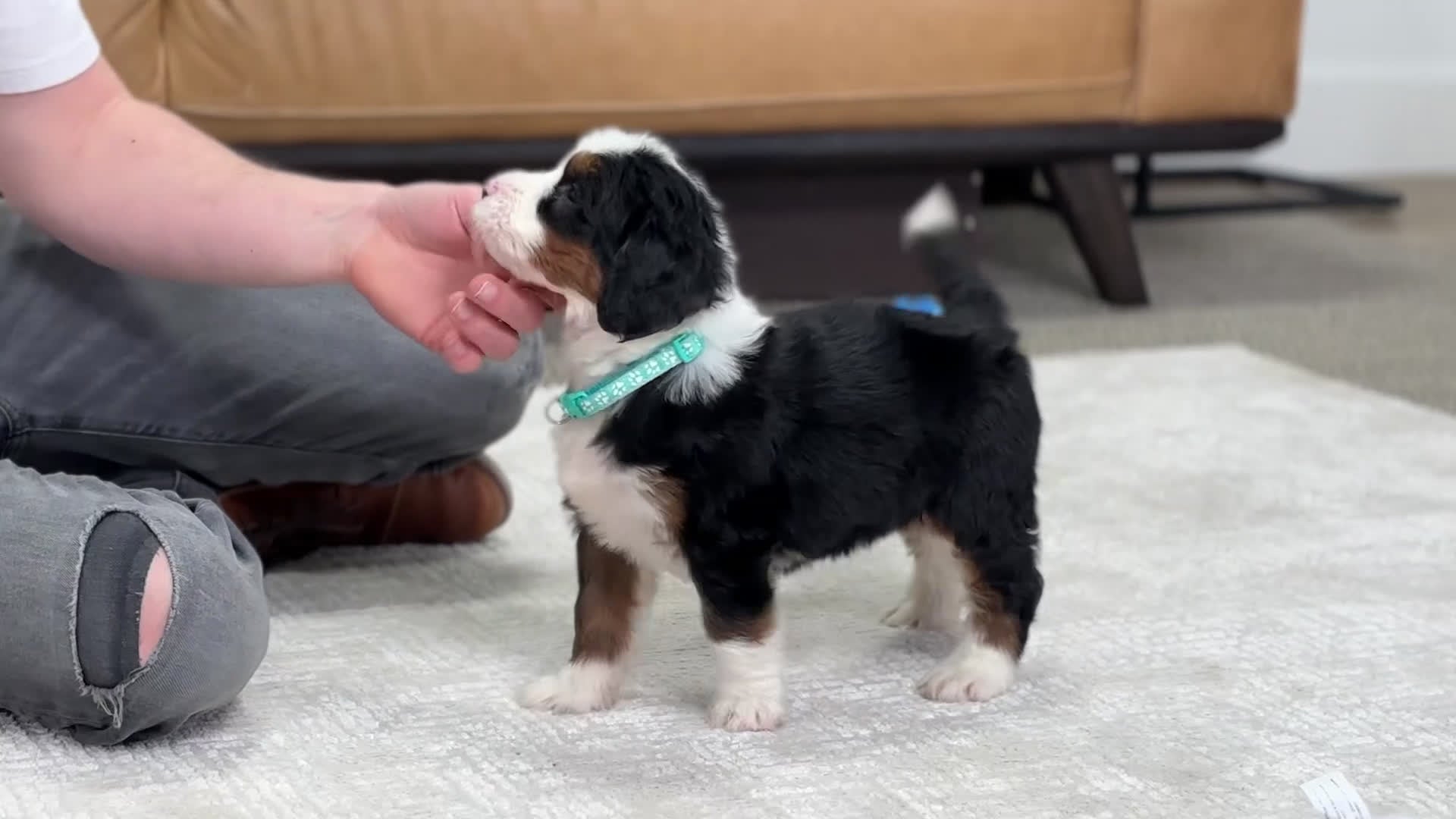 Mini Bernedoodle dogs for sale: Plato - Video 1