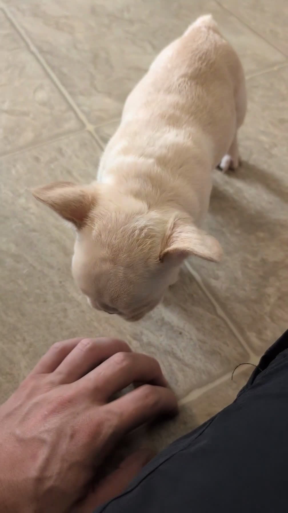 French Bulldog dogs for sale: Jax - Video 1