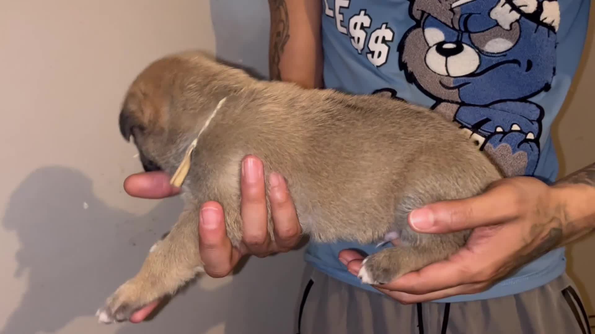 Mixed Breed dogs for sale: White - Video 1