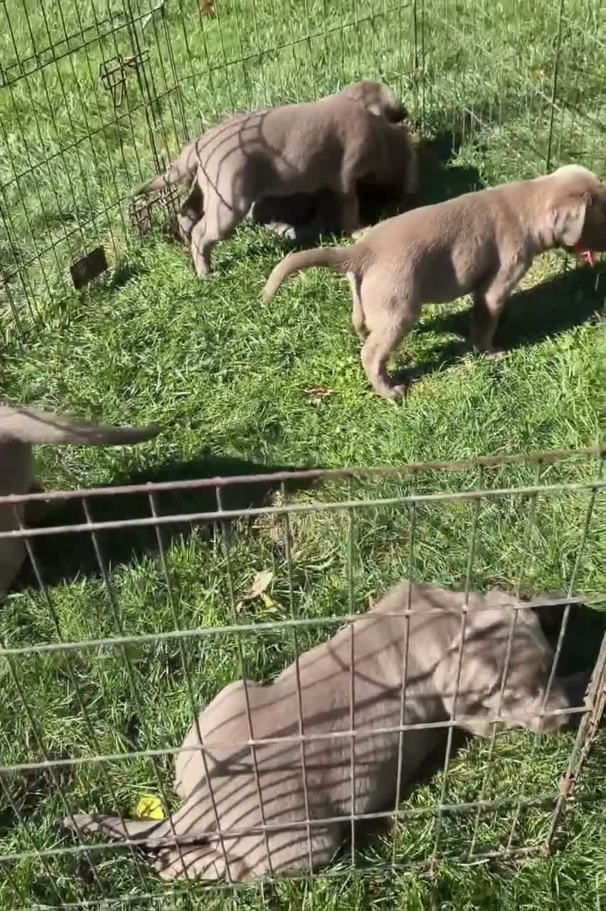 Labrador Retriever dogs for sale: Stormi - Video 1