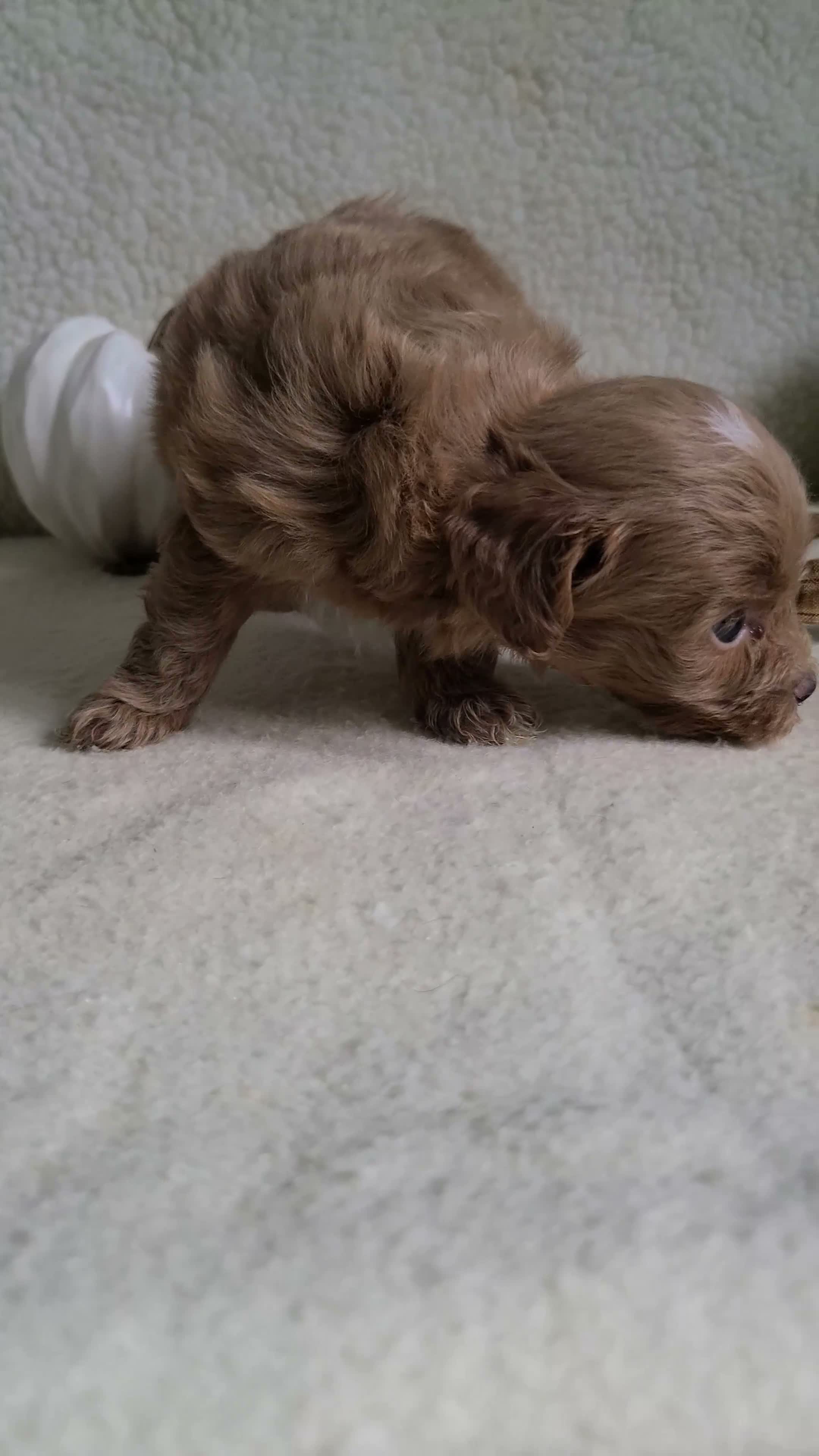 Lhasapoo dogs for sale: Cody - Video 1
