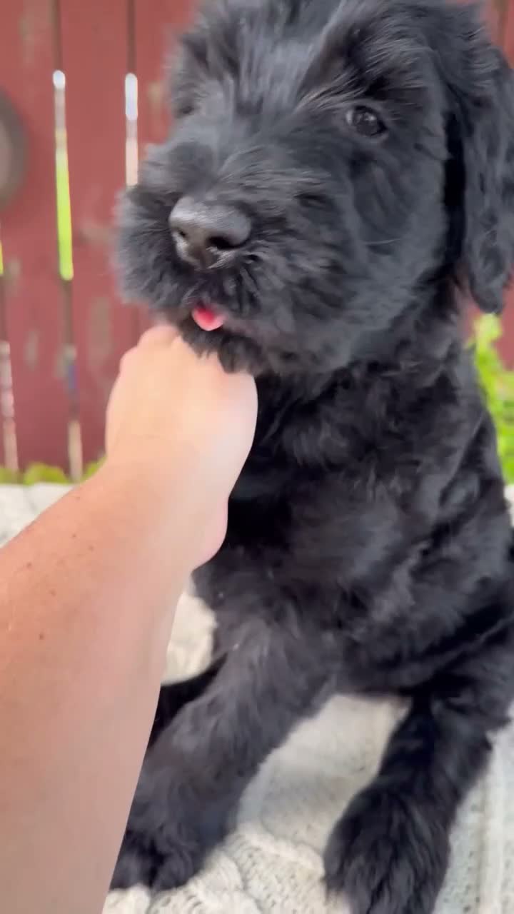 Giant Schnauzer dogs for sale: Tyler - Video 1