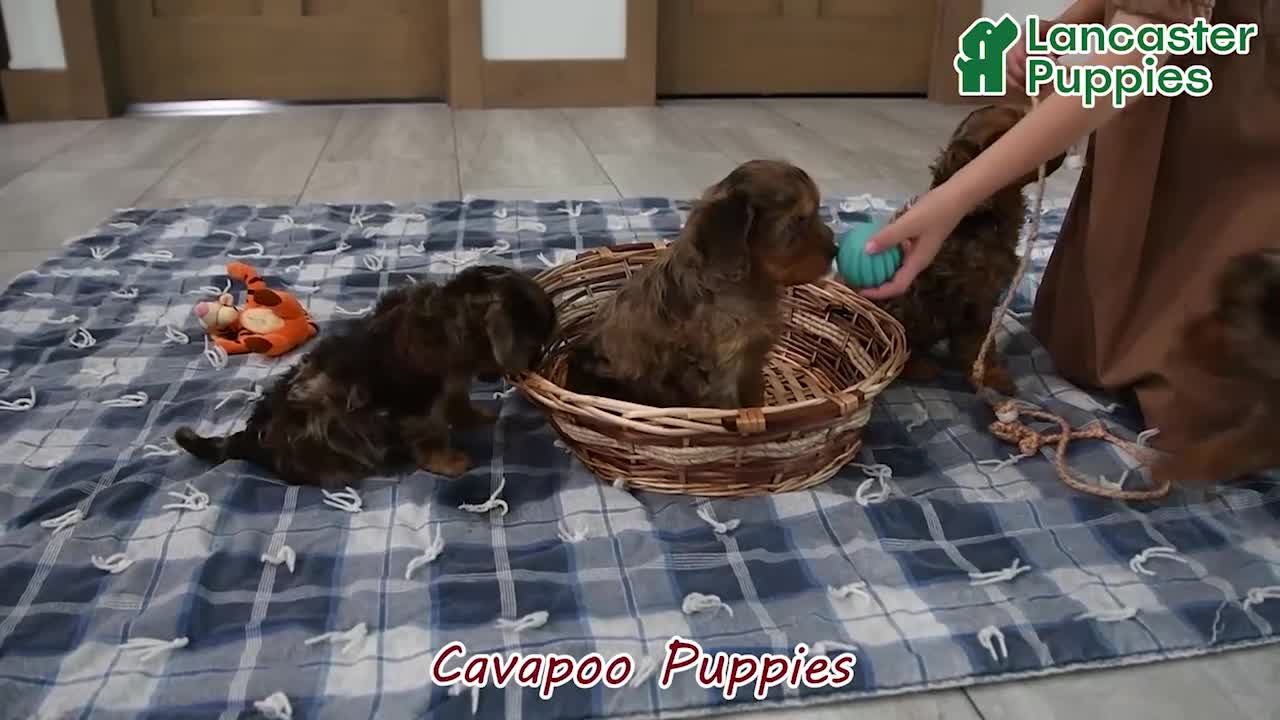 Cavapoo dogs for sale: Vonnie - Video 1
