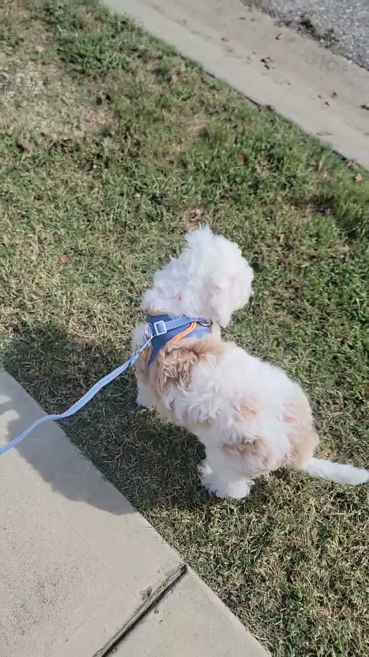 Aussiedoodle dogs for sale: Aussiedoodle 1 - Video 1