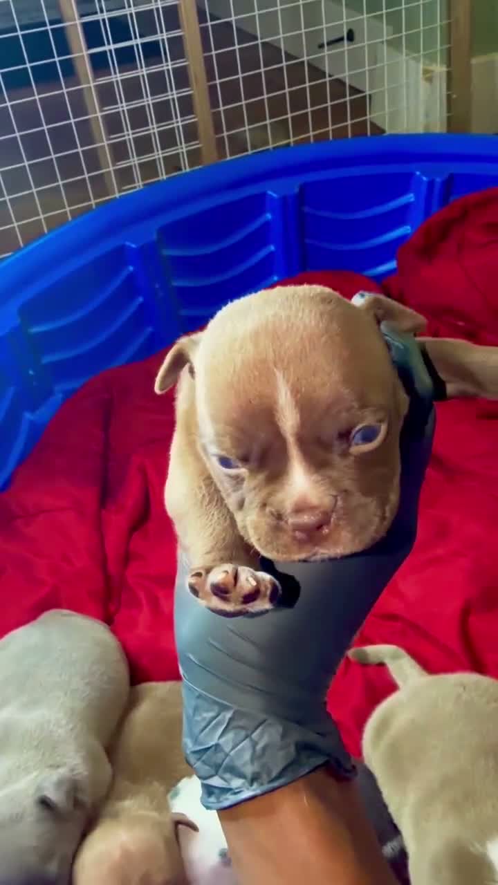 American Bully dogs for sale: Blue-coated female - Video 6