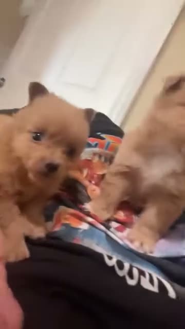 Pomchi dogs for sale: Snowy - Video 2