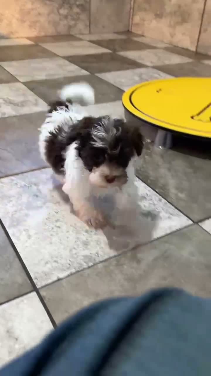 Havapoo dogs for sale: Alice - Video 1