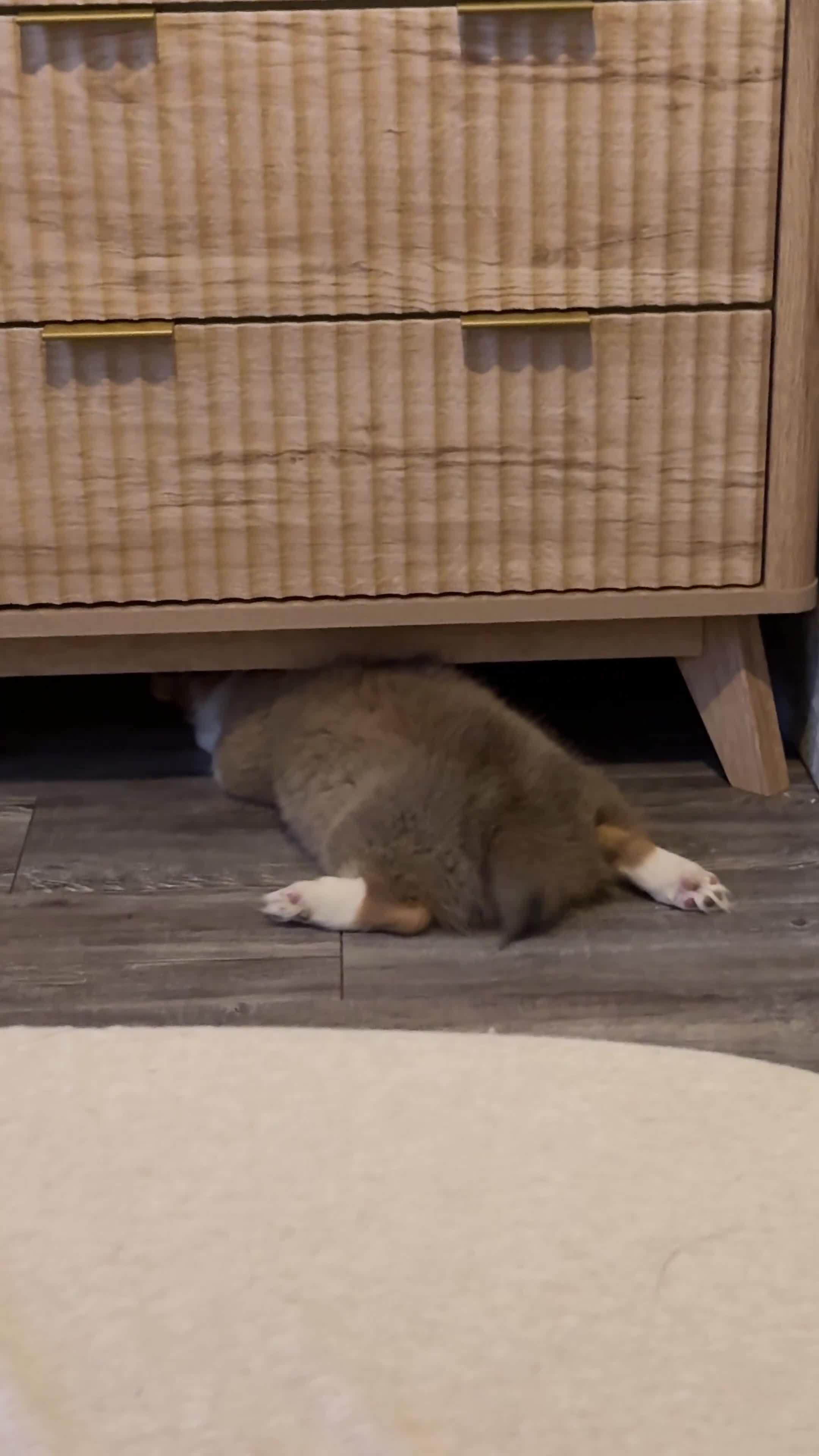 Welsh Corgi Pembroke dogs for sale: Welsh Corgi Pembroke Puppy 1 - Video 1
