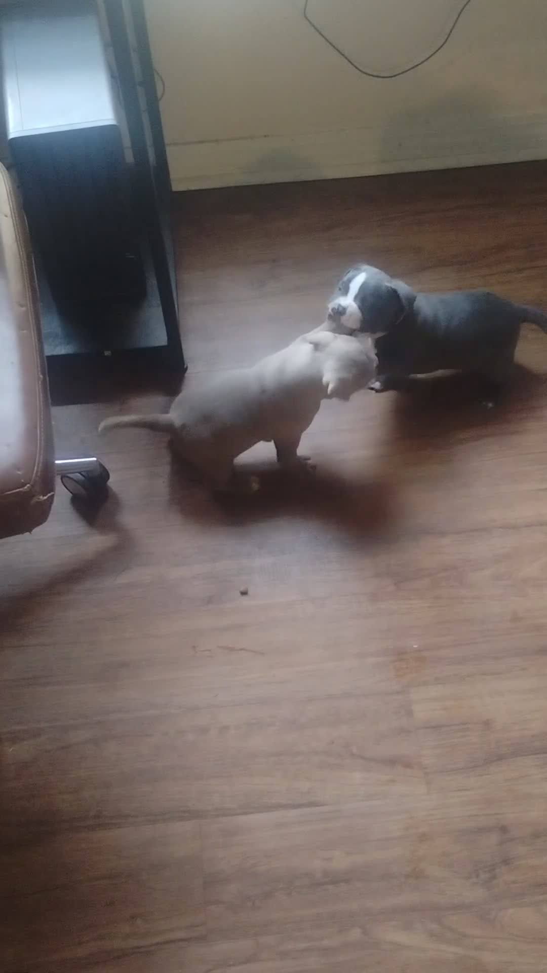 American Bully dogs for sale: American Bully 5 - Video 1