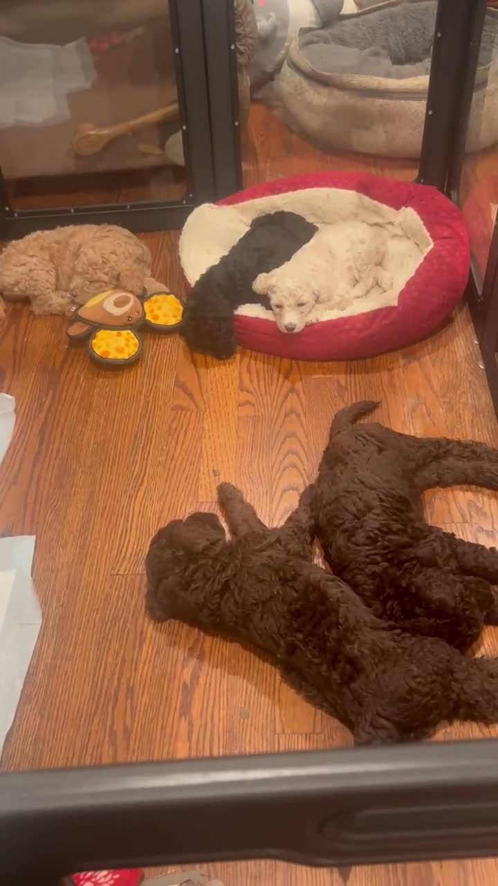 Goldendoodle dogs for sale: Mr Moose - Video 1