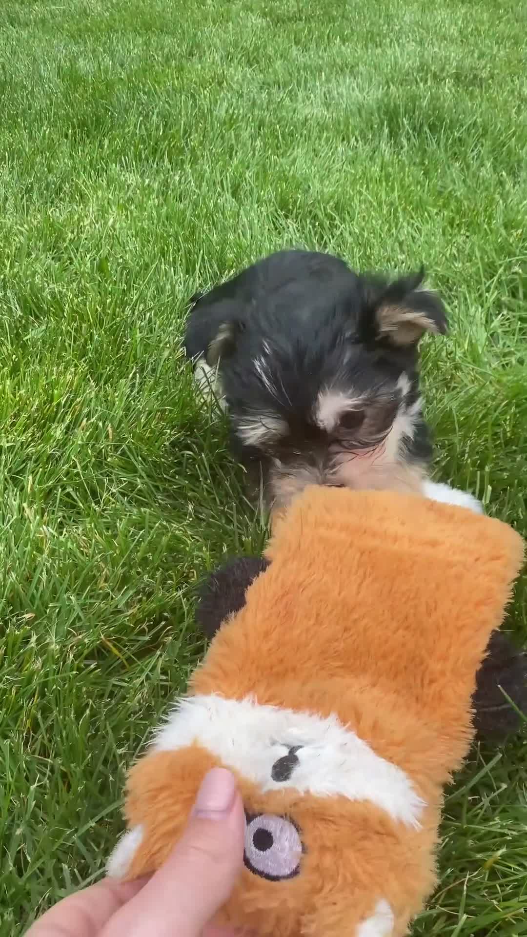 Morkie dogs for sale: Mille - Video 1