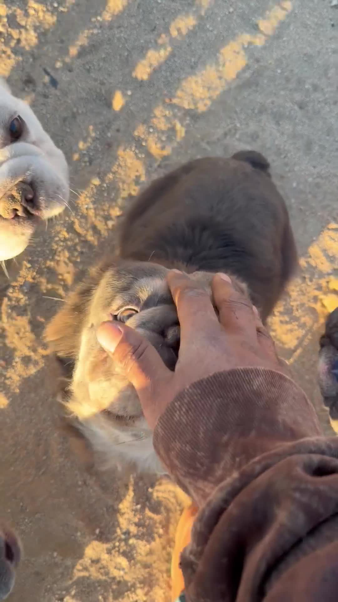 English Bulldog dogs for sale: KINGSTON – Black Tan Tri LOVERBOY in LA, CA. USA Delivery Available! - Video 2