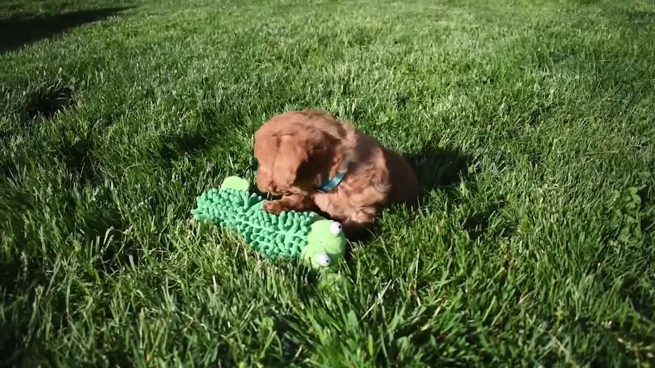 Bichpoo dogs for sale:  Kody 🐶💖 - Video 1