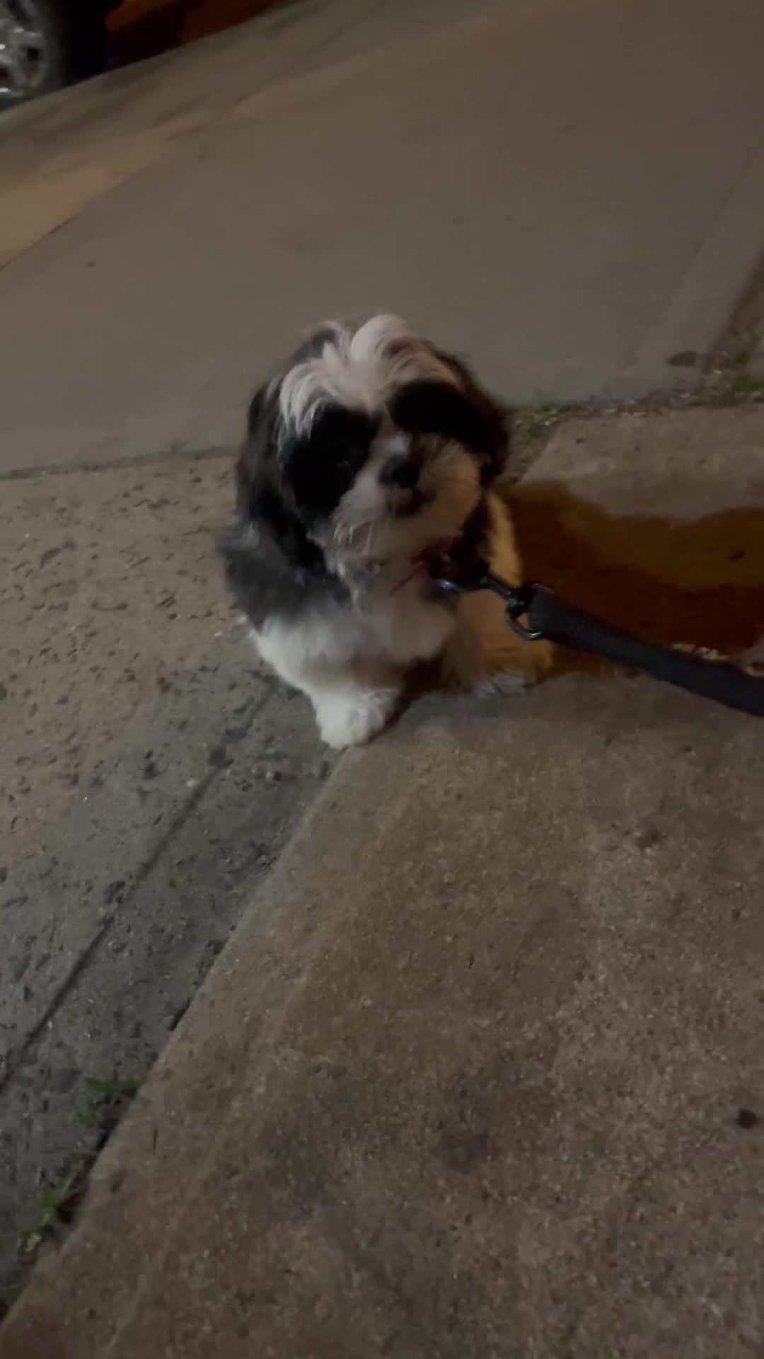 Shih Tzu dogs for sale: Oreo🩷 - Video 1