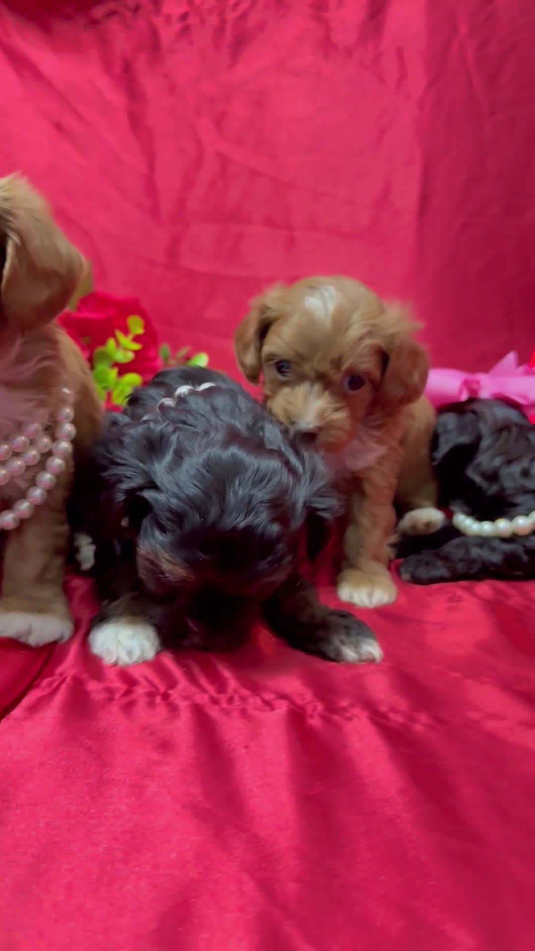 Yorkiepoo dogs for sale: York - Video 2