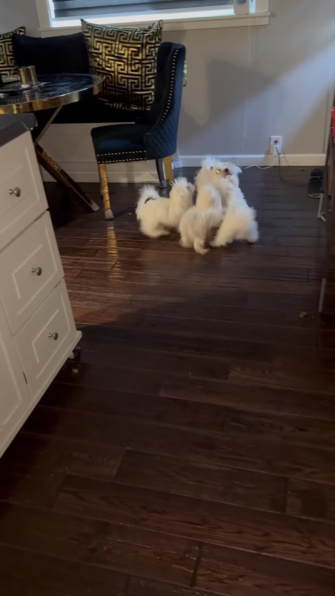 Maltese dogs for sale: Bruno - Video 1