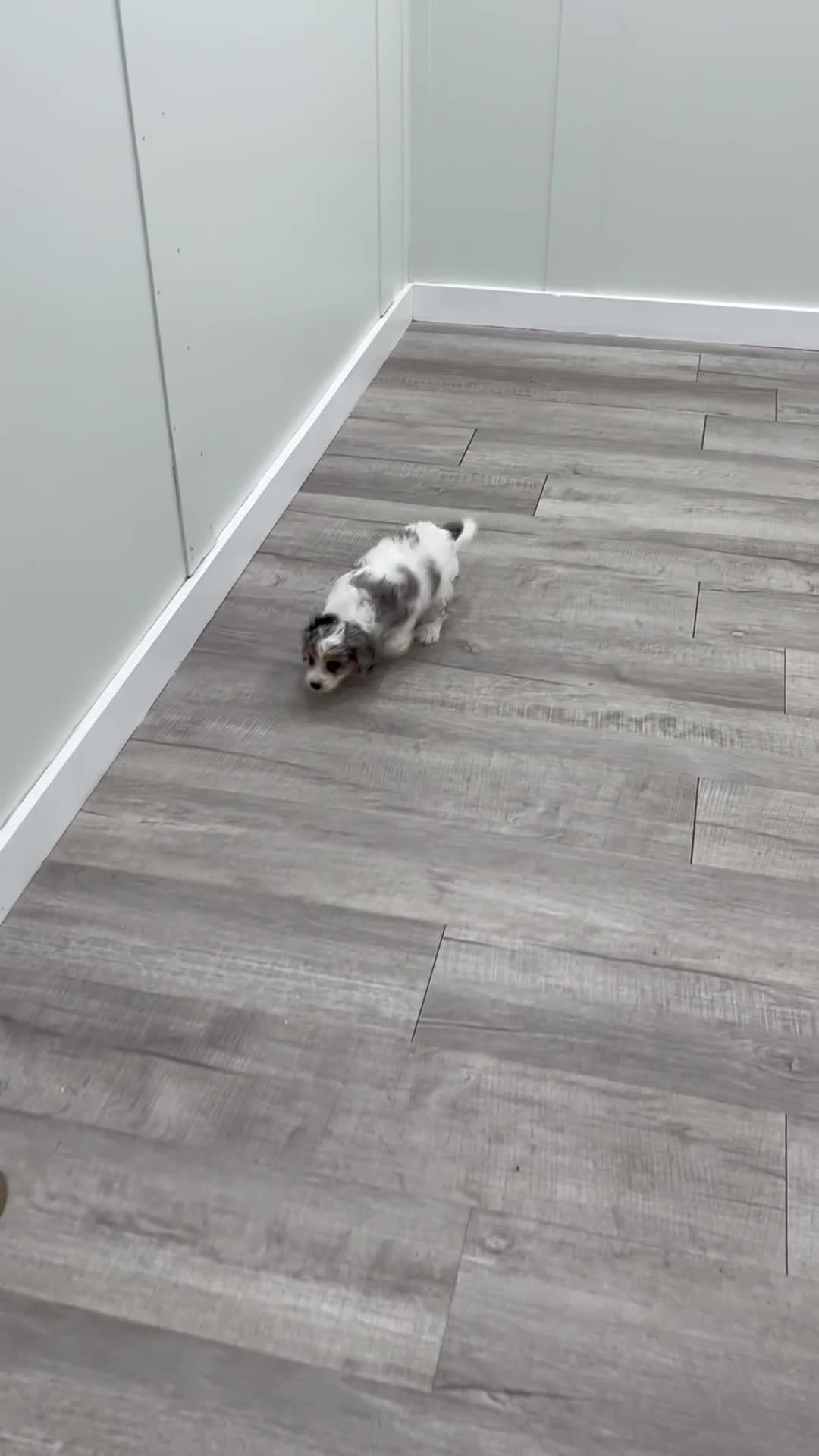 Cavapoo dogs for sale: Ace - Video 1
