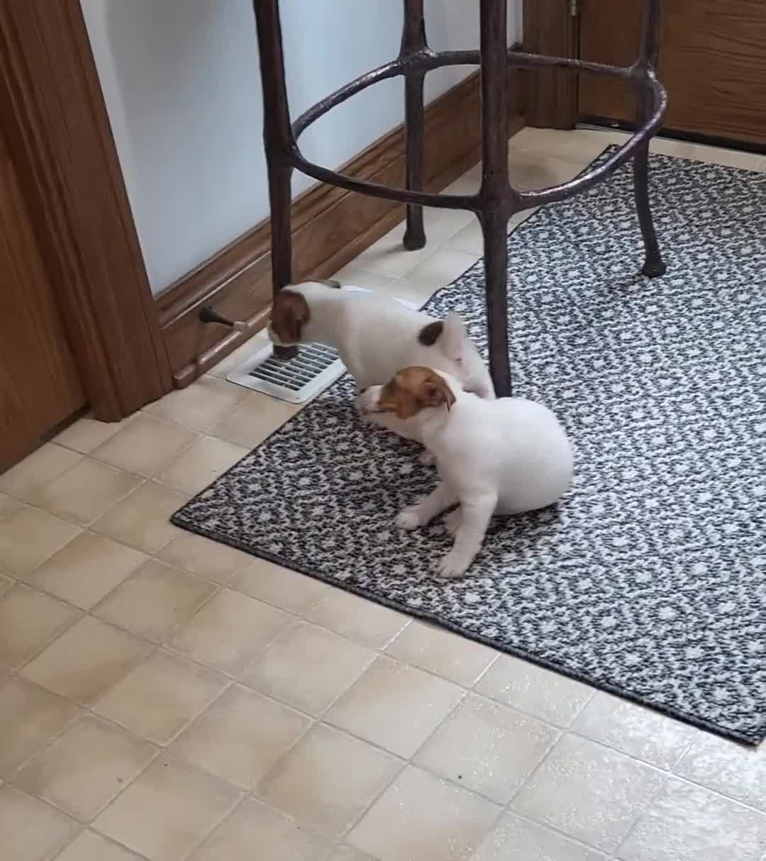 Jack Russell Terrier dogs for sale: Jack Russell Terrier 4 - Video 1