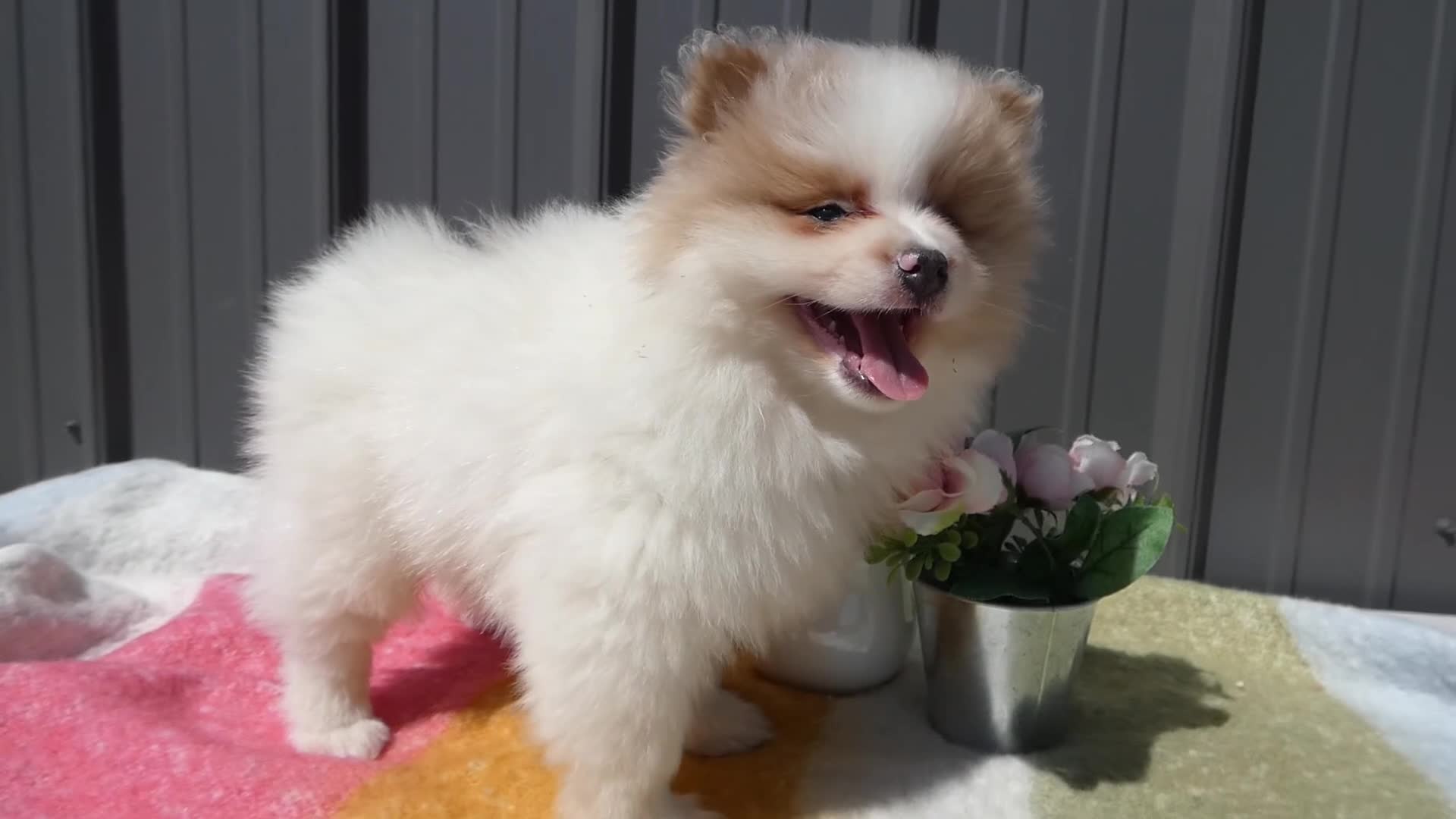 Pomeranian dogs for sale: Pomeranian Puppy 1 Pearl - Video 2