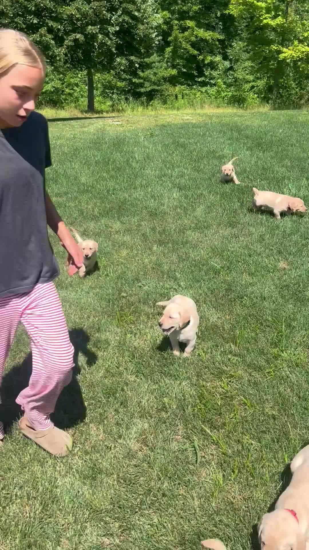 Labrador Retriever dogs for sale: Labrador Retriever light blue  - Video 1