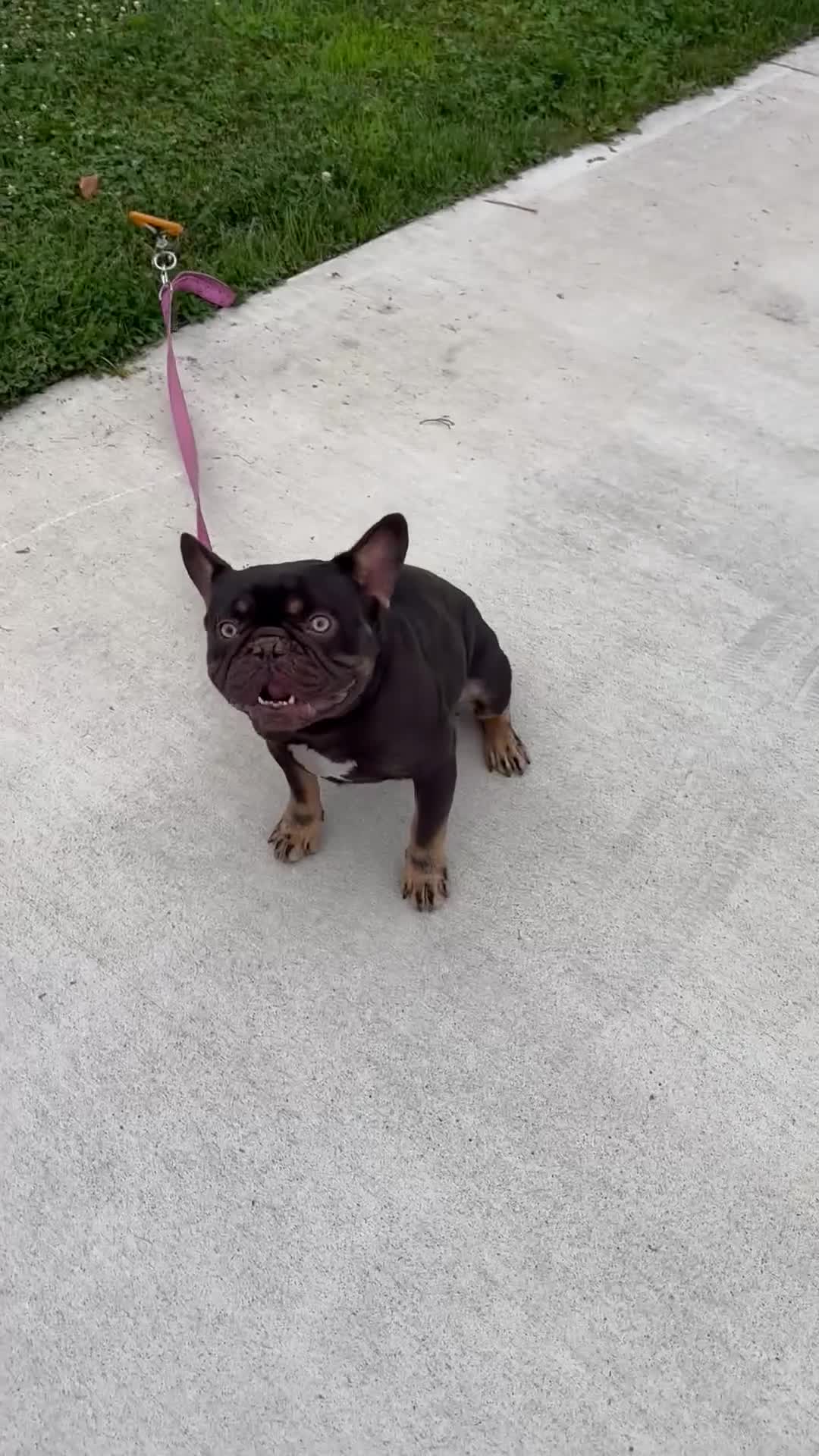 French Bulldog dogs for sale: 1 yr old Male French Bulldog  - Video 1
