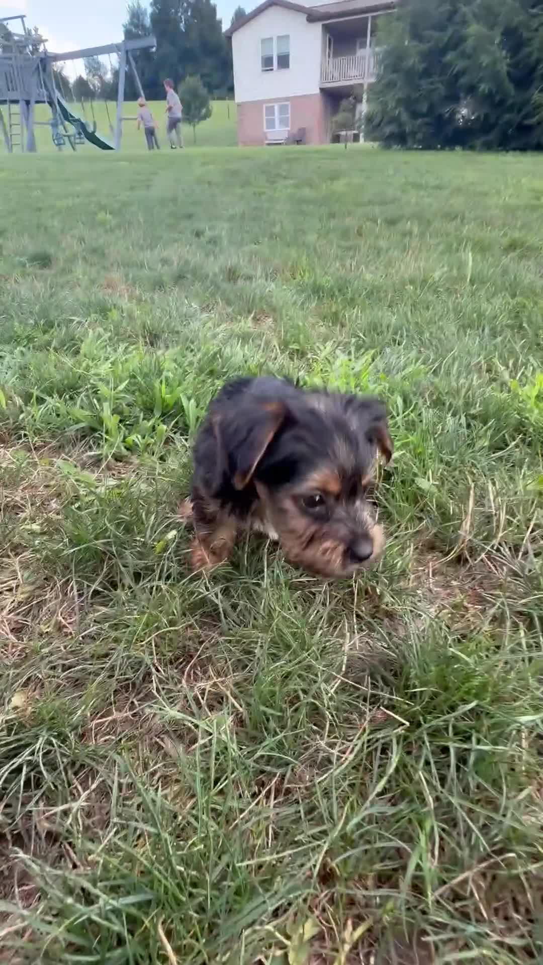 Yorkshire Terrier dogs for sale: Kendra - Video 1