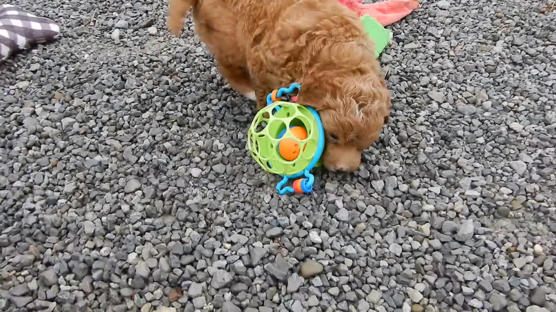 Mini Goldendoodle dogs for sale: Betsie - Video 1