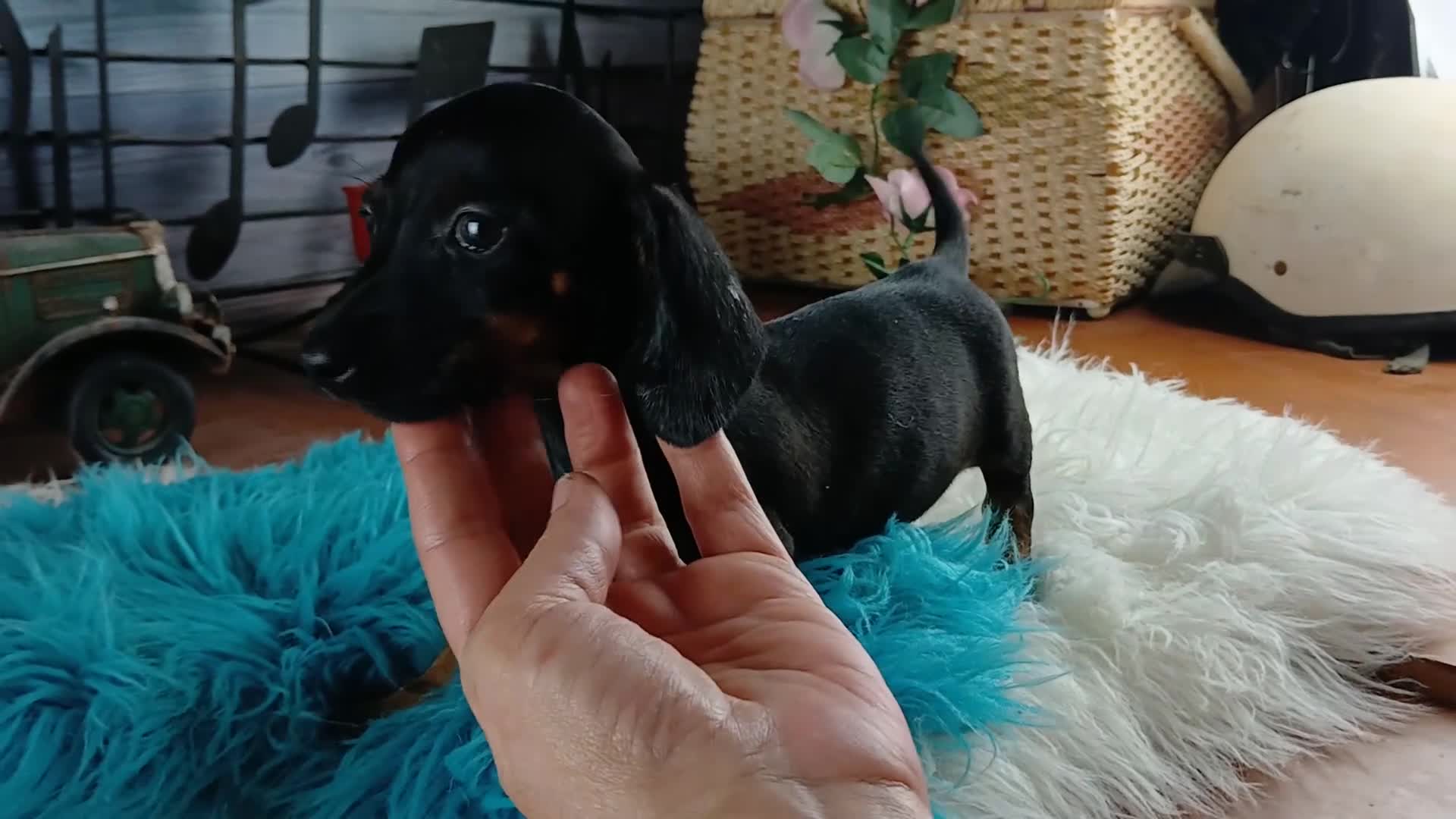 Miniature Dachshund dogs for sale: Suzies Chocolate boy. Hand Delivery  - Video 2