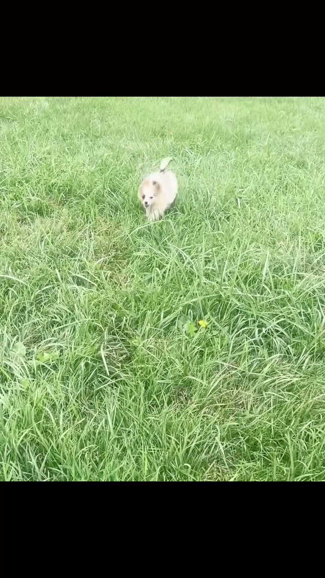 Pomeranian dogs for sale: Biscuit AKC - Video 1
