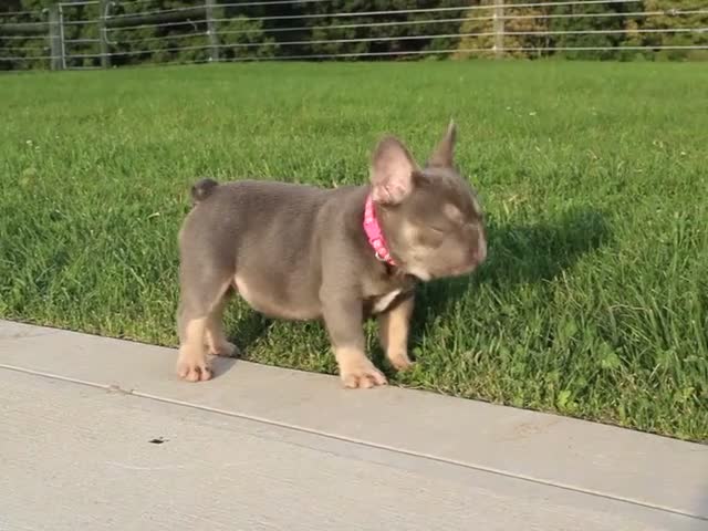 French Bulldog dogs for sale: Porcha - Video 1