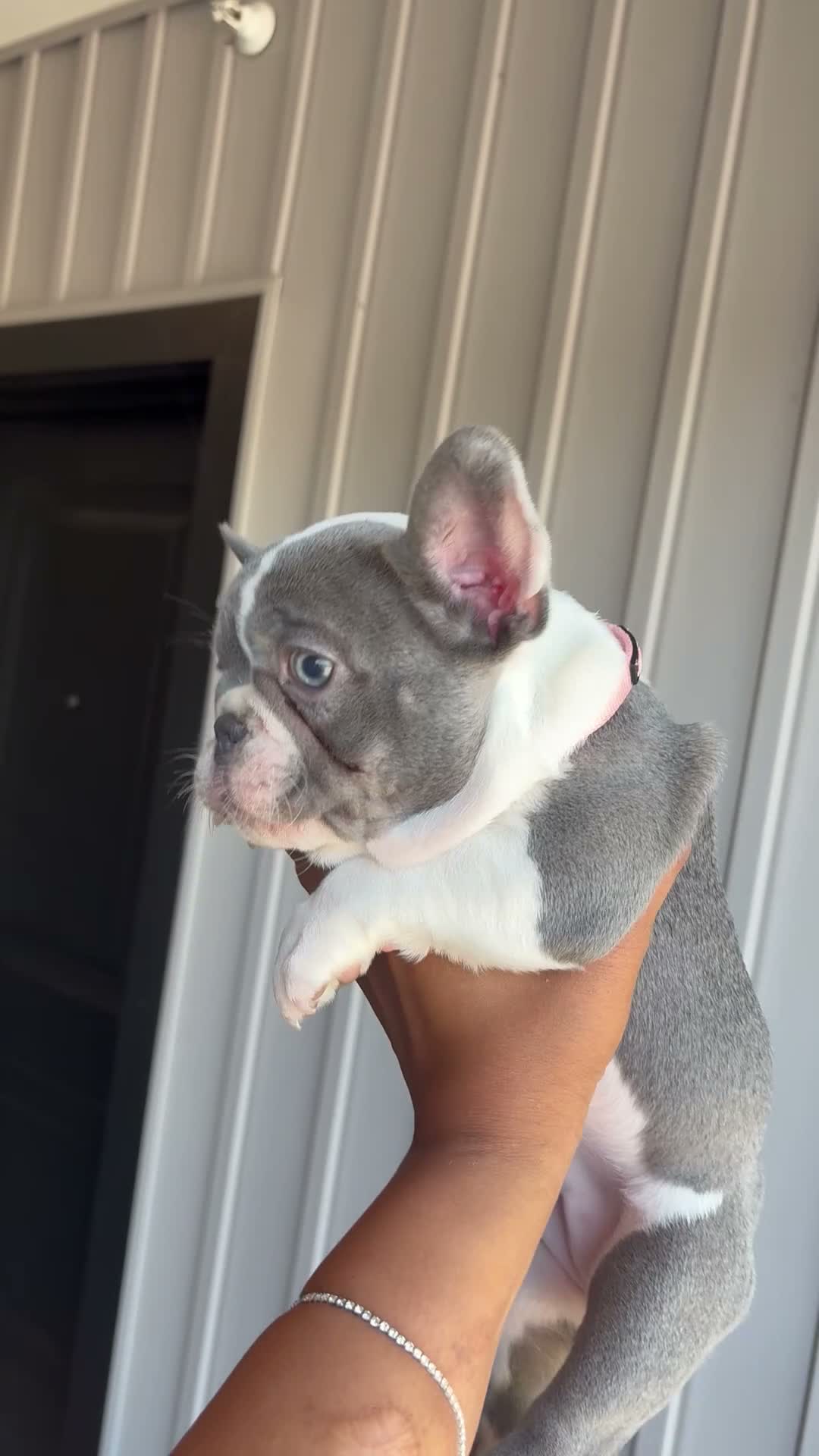 French Bulldog dogs for sale: Nola - Video 2