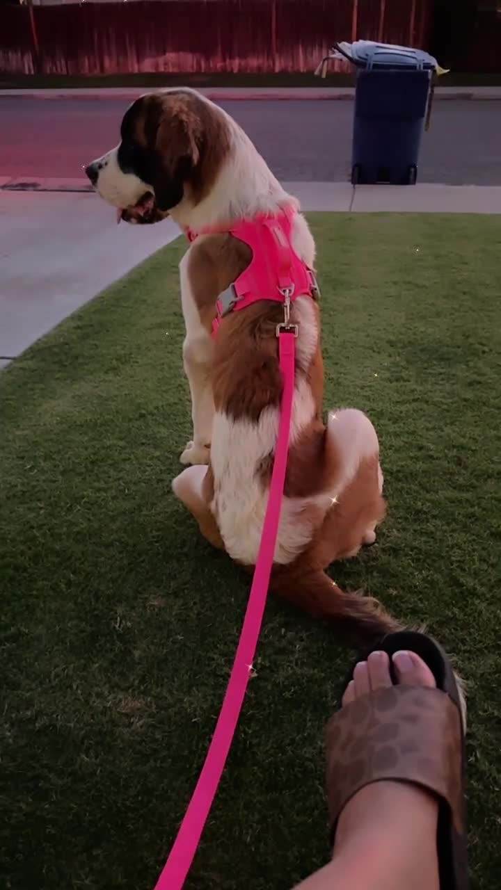 Mixed Breed dogs for sale: Mixed Breed Puppy 5 - Video 2