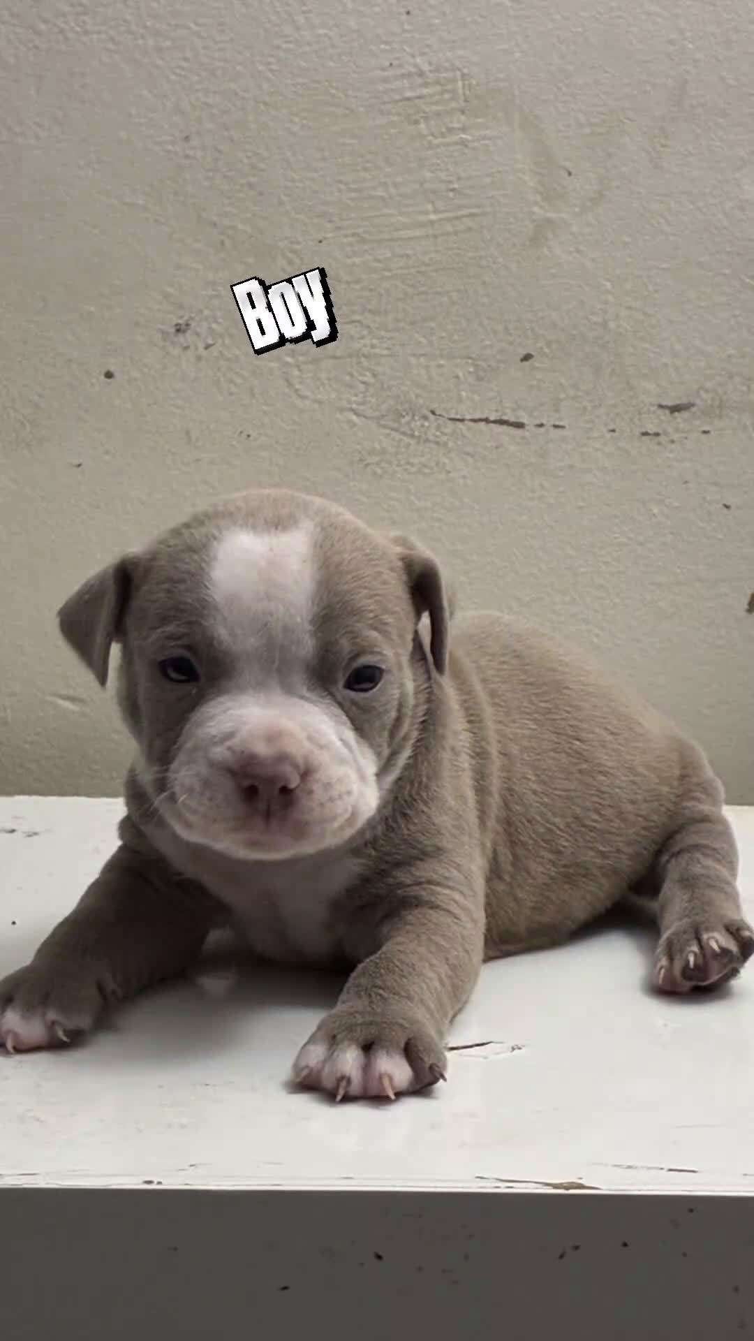 American Bully dogs for sale: American Bully Puppy 6 - Video 5