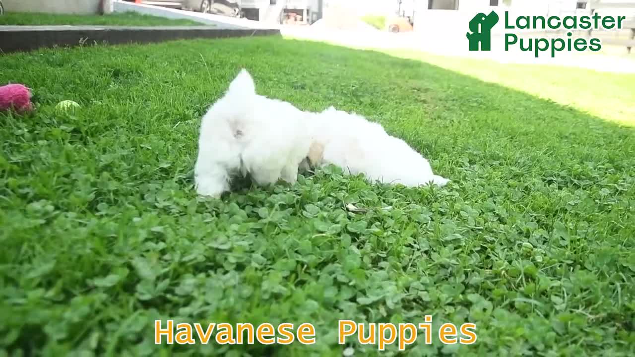 Havanese dogs for sale: Captain  - Video 1