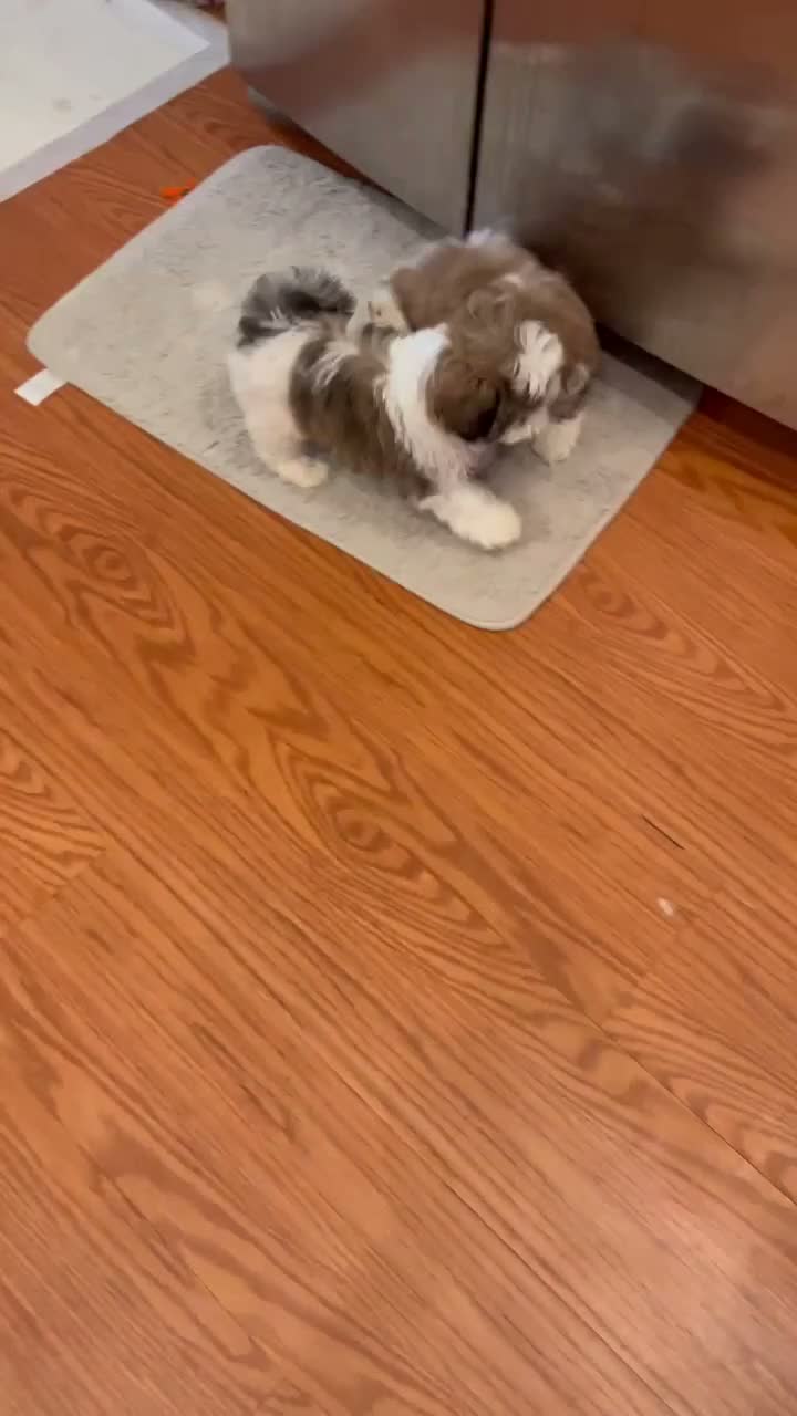 Shih Tzu dogs for sale: Shih Tzu 1 - Video 1