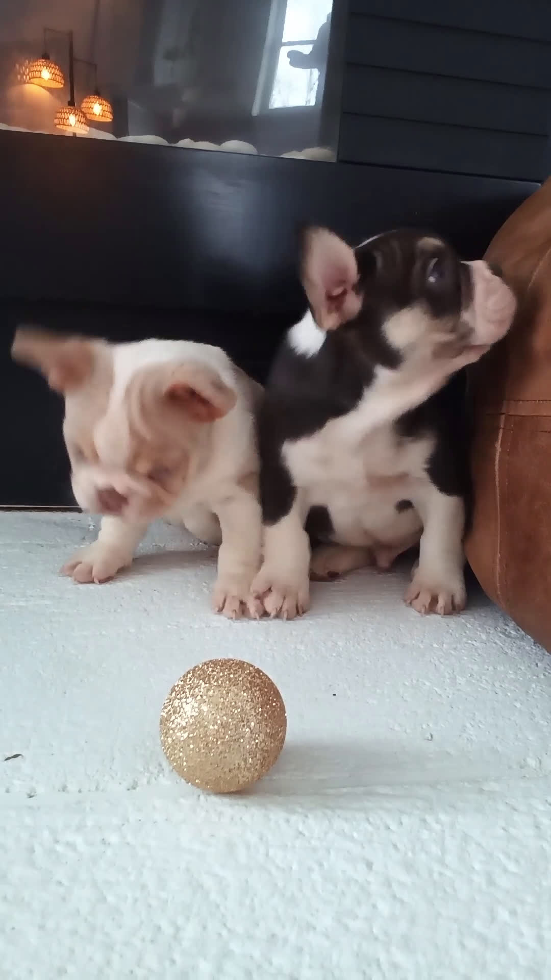 French Bulldog dogs for sale: Jasper  - Video 3