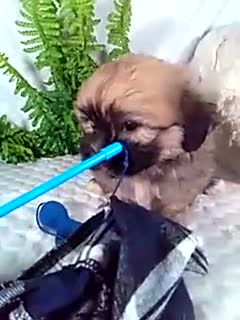 Teddy Bear dogs for sale: Cleo - Video 1