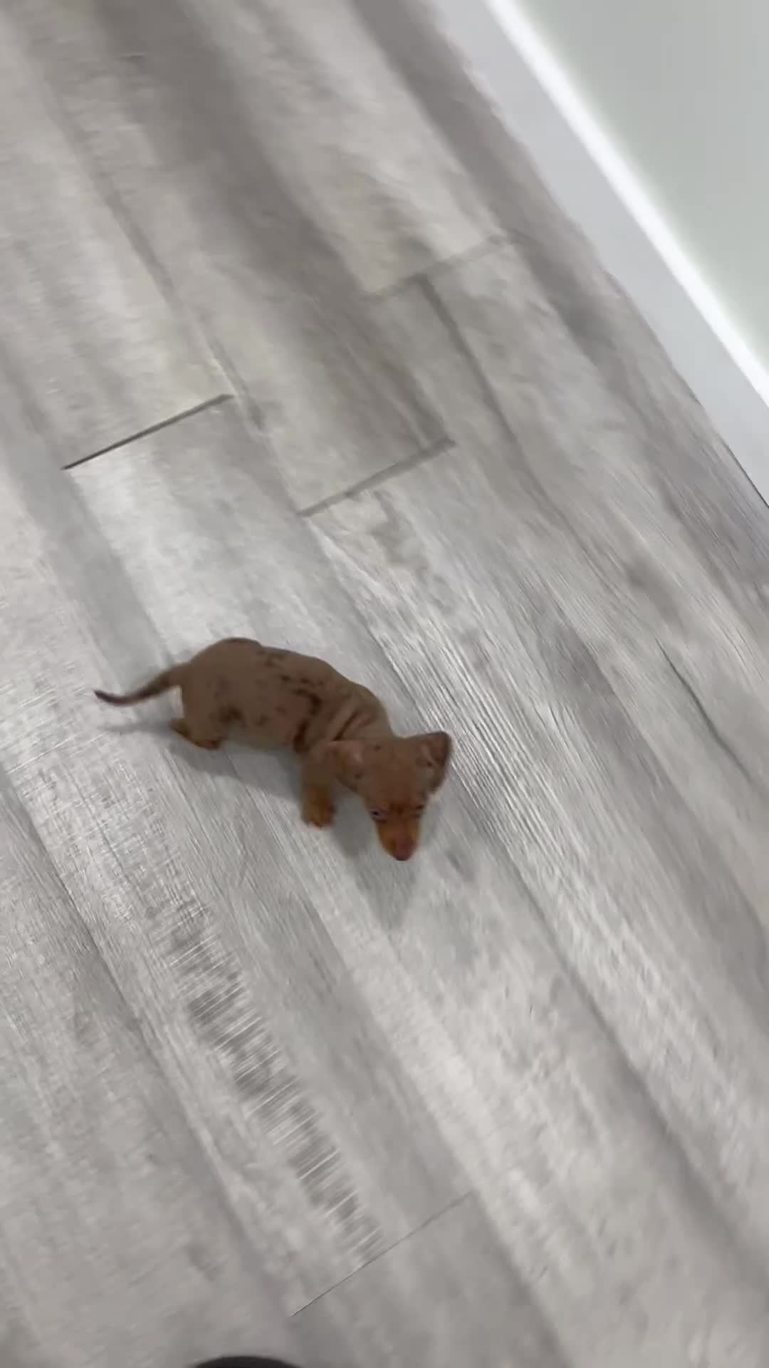 Miniature Dachshund dogs for sale: Misty - Video 1