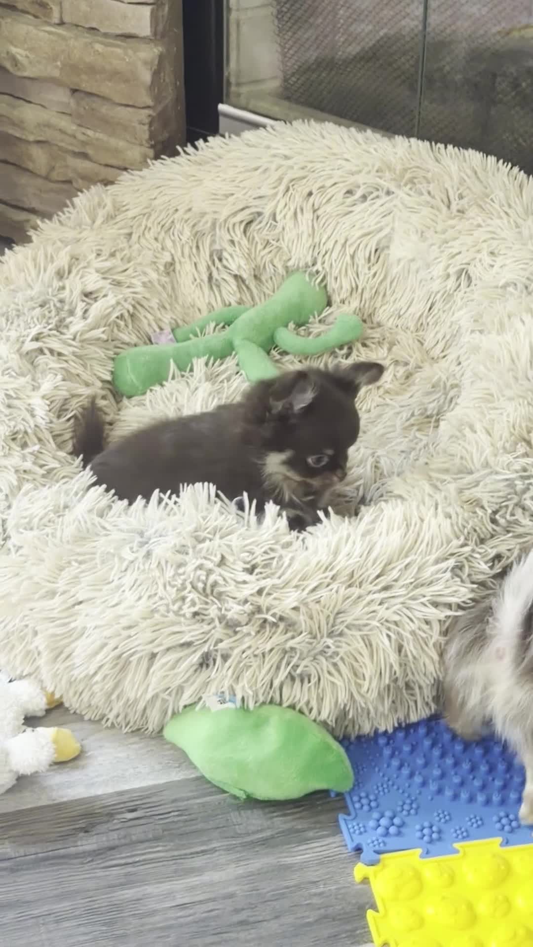 Chihuahua dogs for sale: Harvey - Video 1
