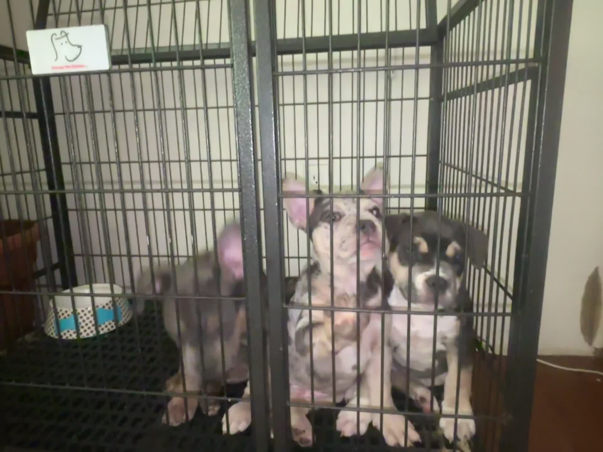 American Bully dogs for sale: Bluey  - Video 1