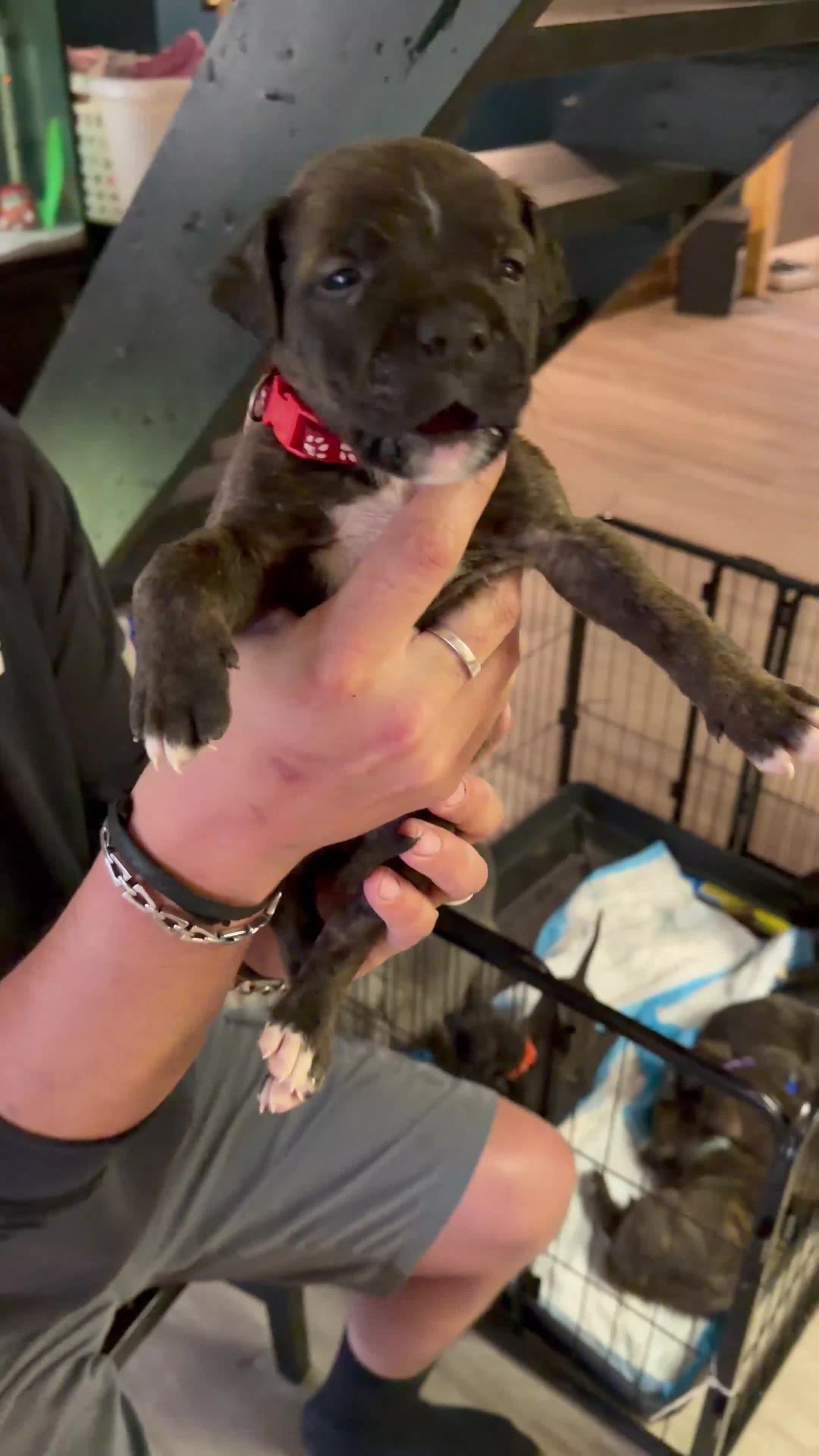 Mixed Breed dogs for sale: Bullmastiff Male 1 ready May 23rd Red Collar - Video 1