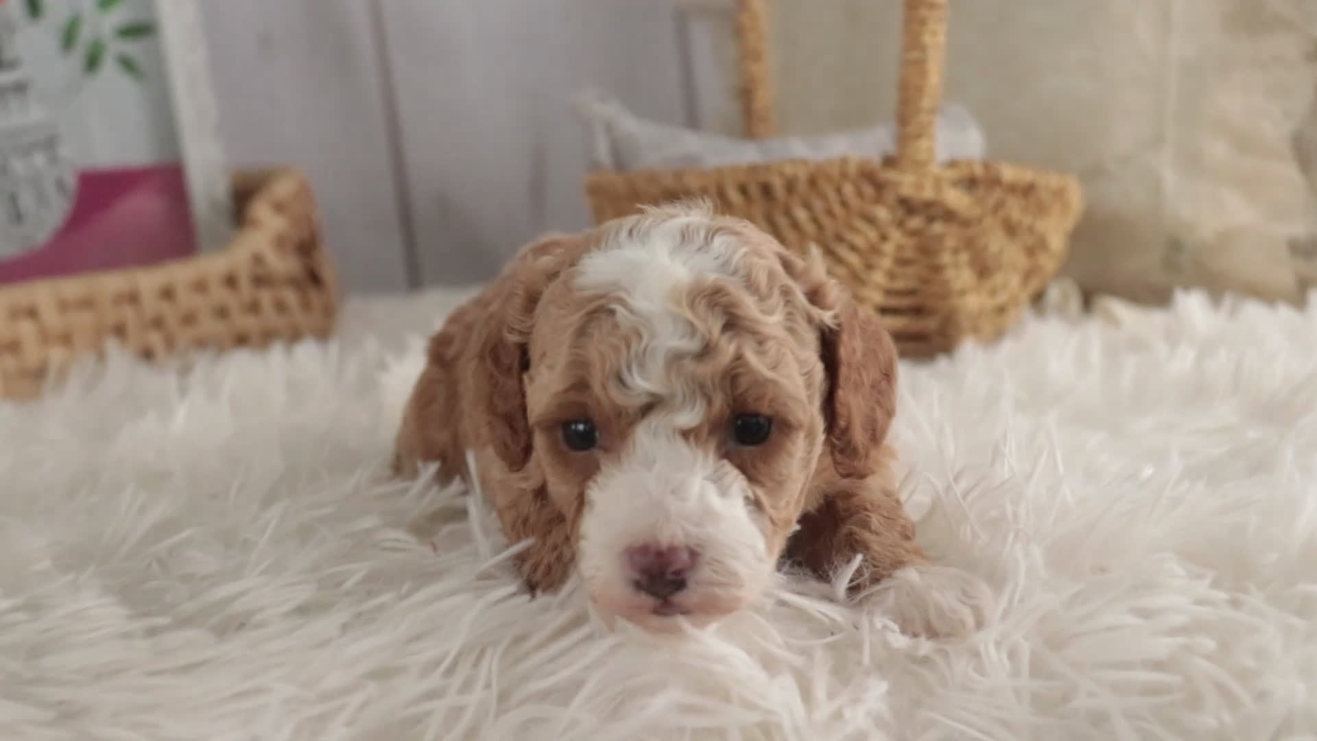 Miniature Poodle dogs for sale: Eden - Video 1