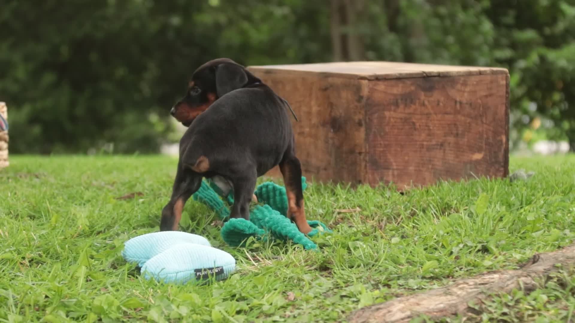 Doberman Pinscher dogs for sale: Malcolm - Video 1