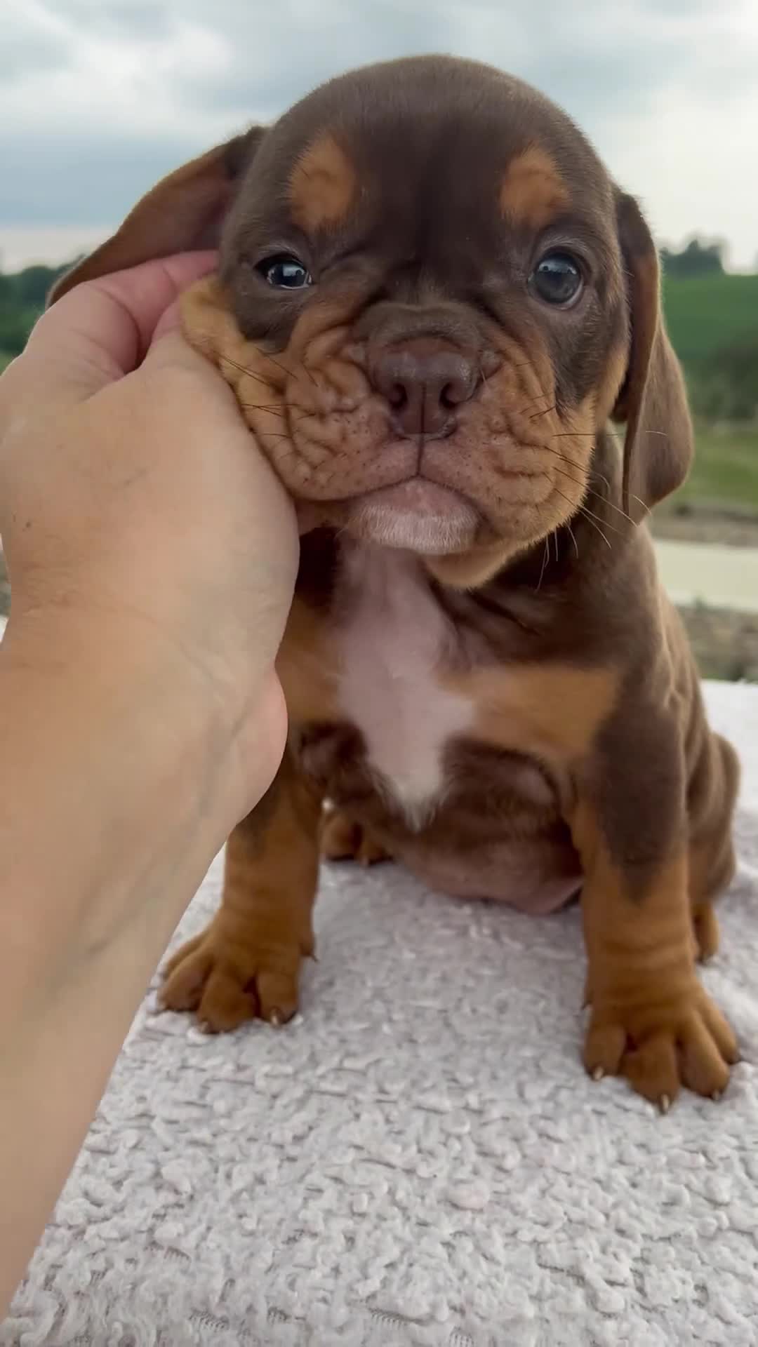 Beabull dogs for sale: Nora - Video 1