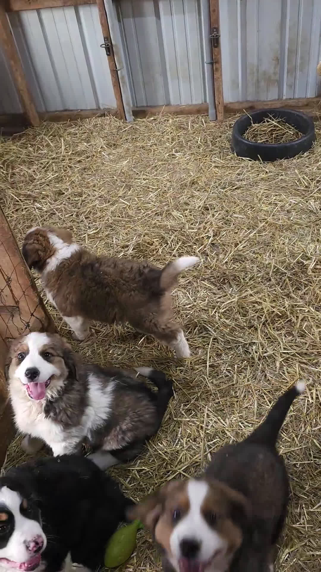 Mixed Breed dogs for sale: Mixed Breed Puppy 1 - Video 1