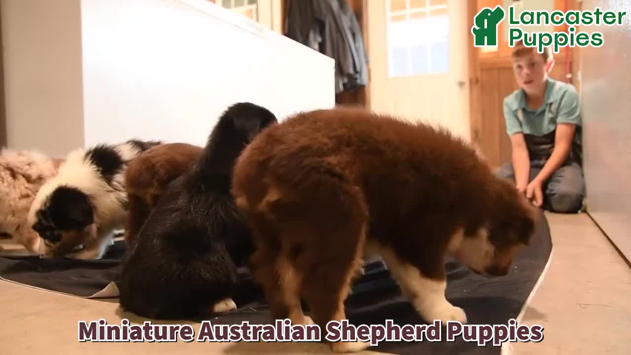 Miniature Australian Shepherd dogs for sale: Payton - Video 1