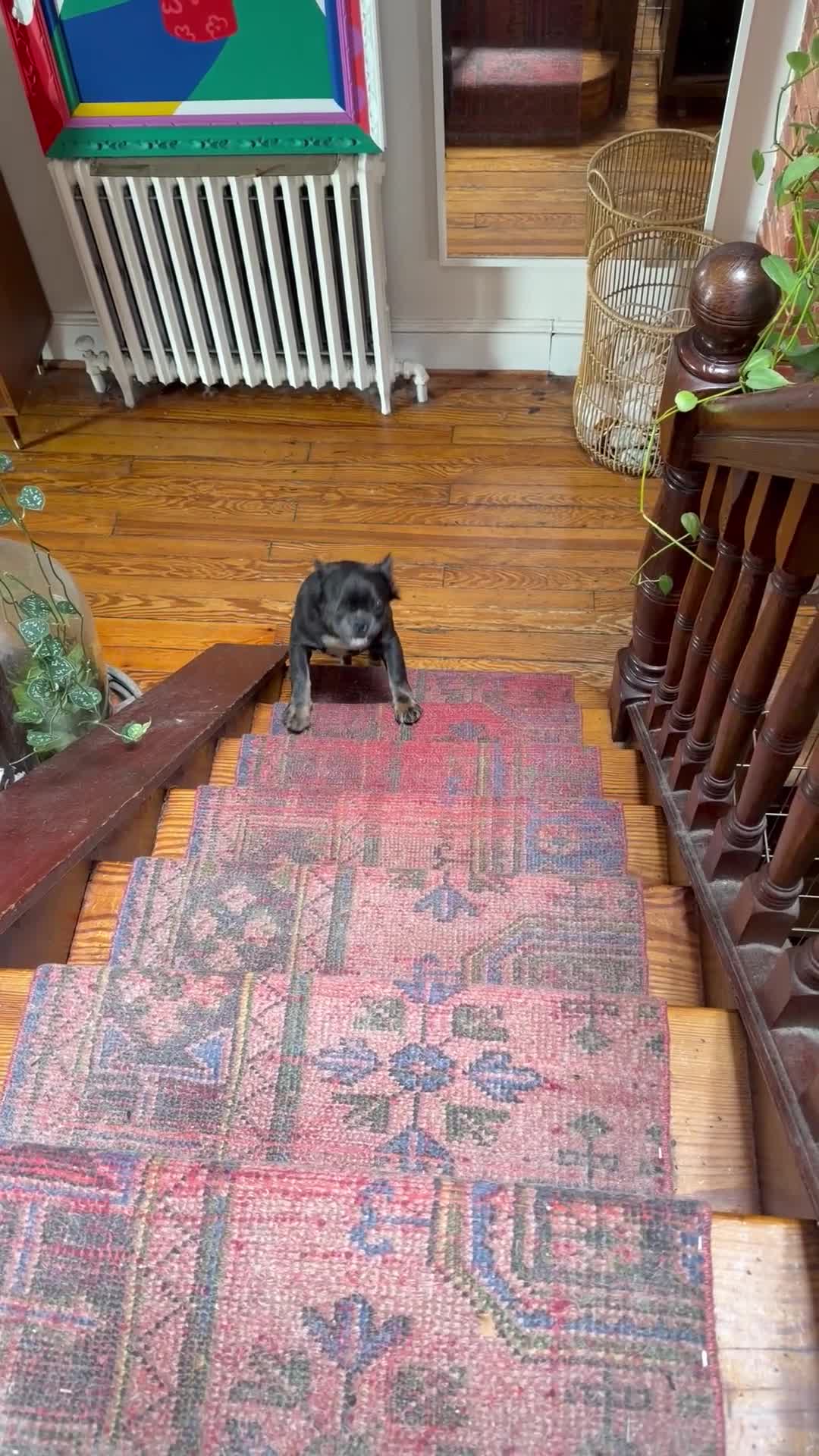 French Bulldog dogs for sale: French Bulldog Puppy 1 - Video 2