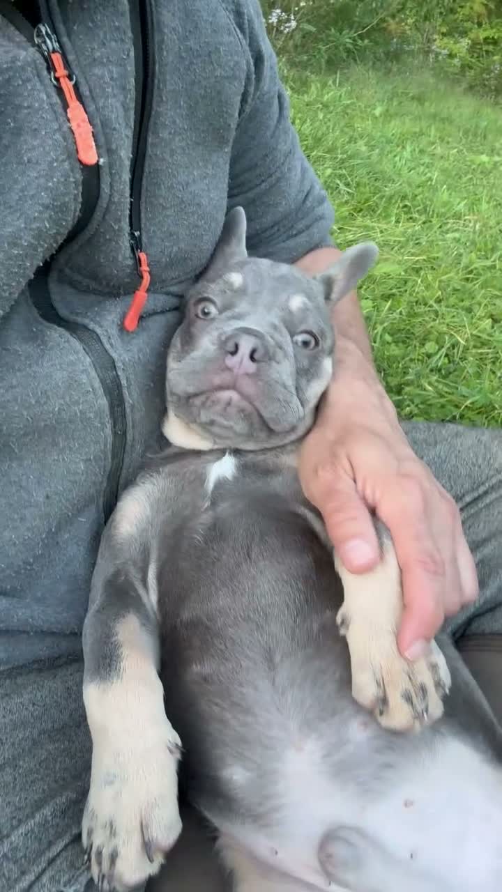 French Bulldog dogs for sale: Hermes - Video 1