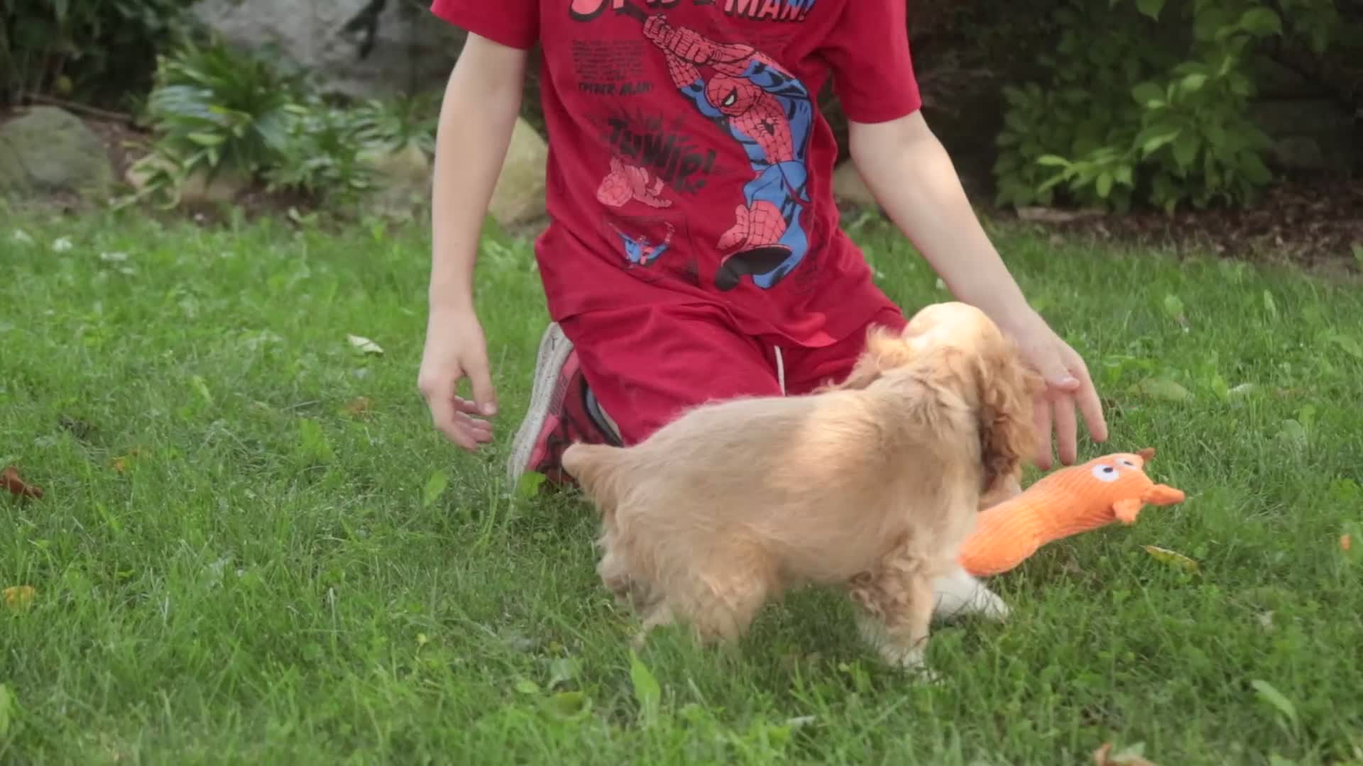 Cocker Spaniel dogs for sale: Atlas Cocker Spaniel  - Video 2